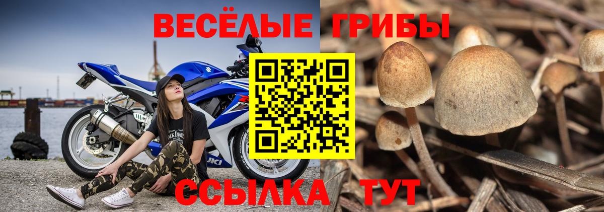 Галлюциногенные грибы MAGIC MUSHROOMS  Вход с VPN  Галлюциногенные грибы Psilocybe  купить  сайты  Баксан 